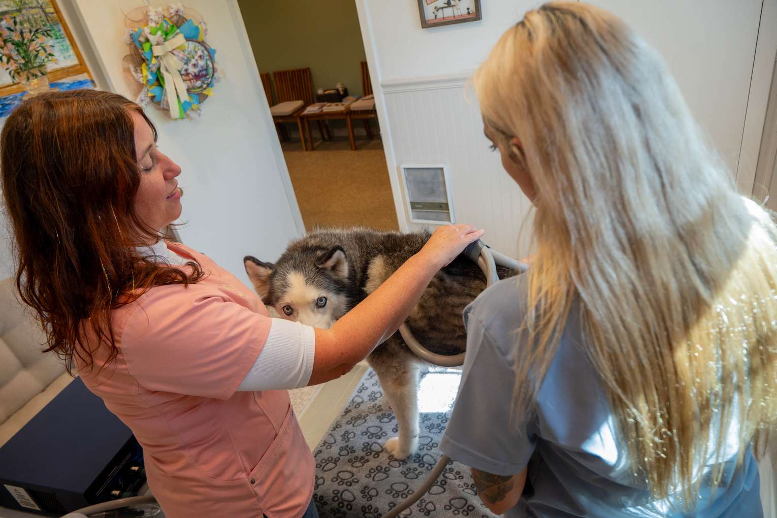 Staff gently handling a dog at Readington Animal Hospital
