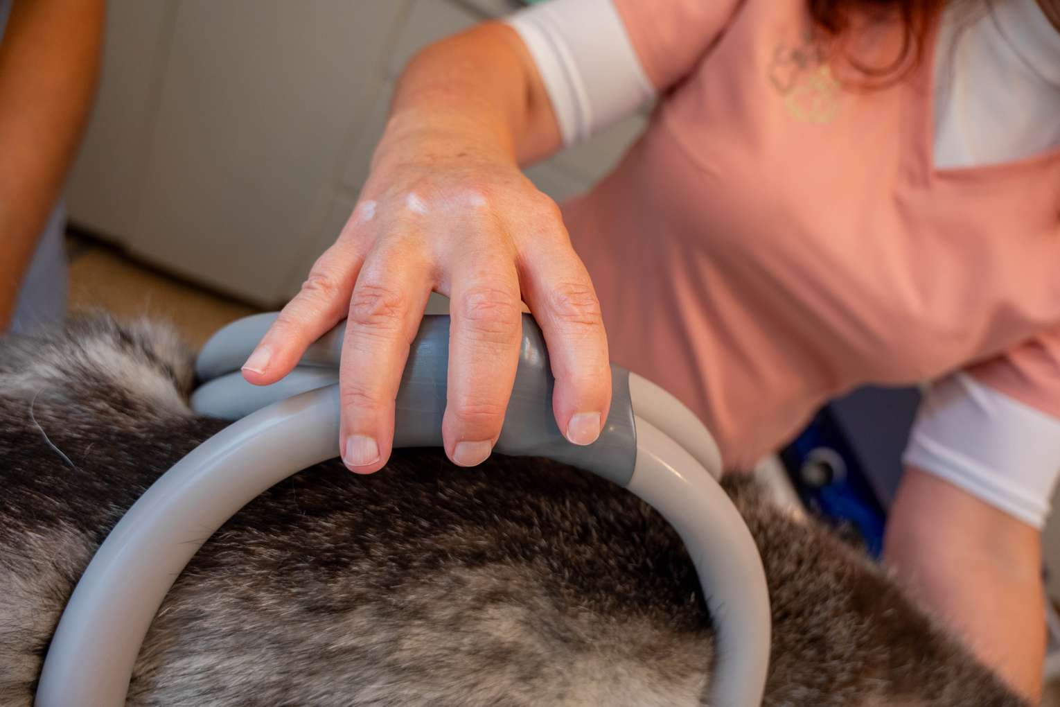 PEMF therapy for a dog at Readington Animal Hospital