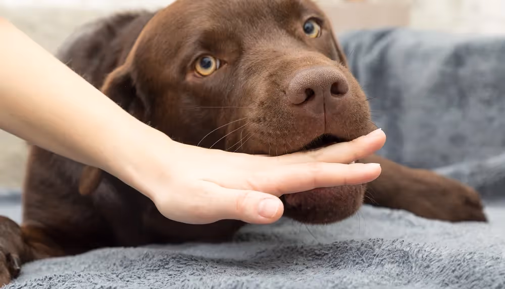 How To Sue For A Dog Bite