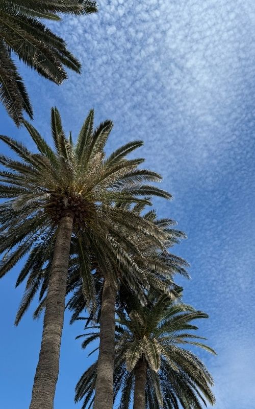 Tall palm trees with long fronds under a sky of blue and textured clouds.