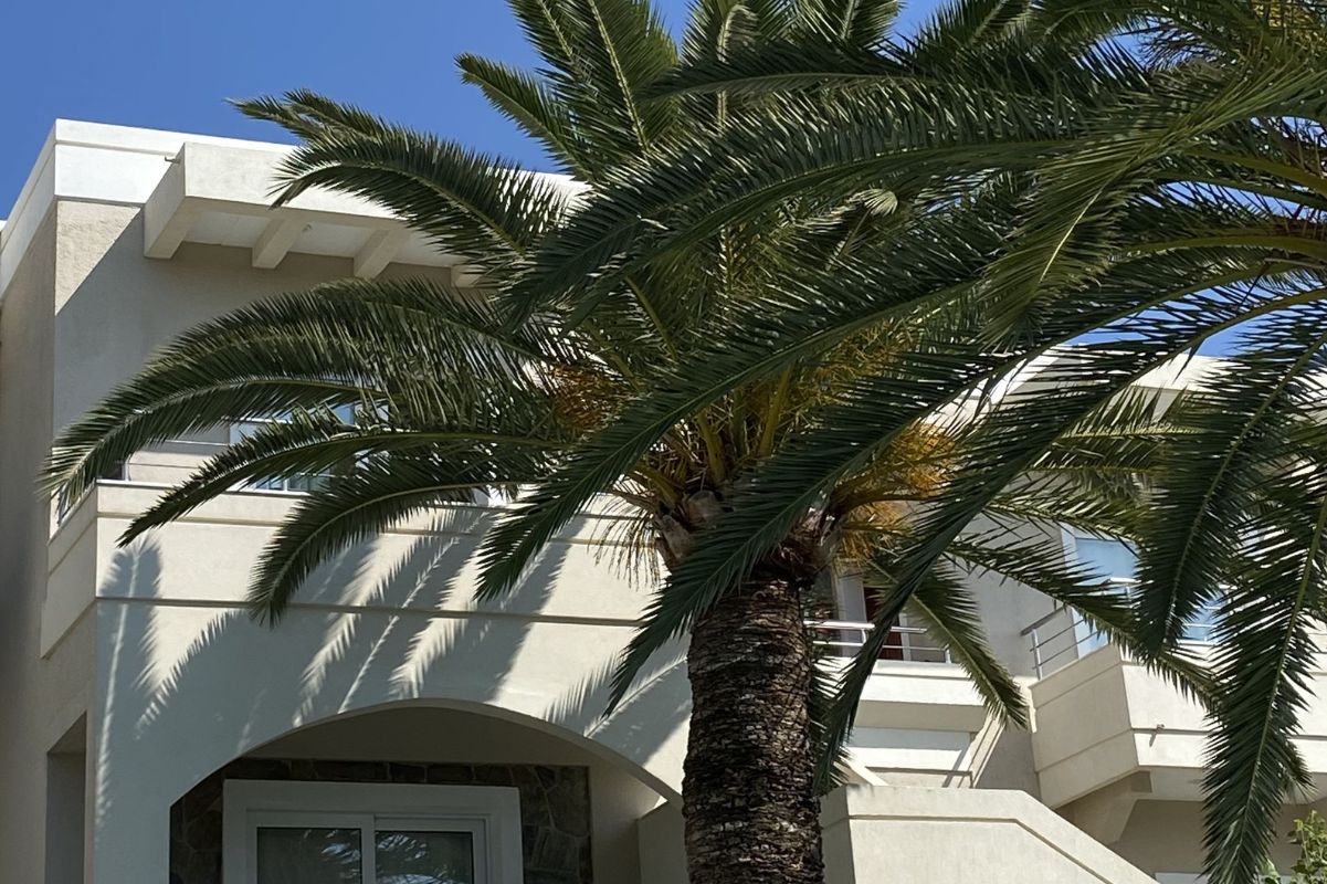Palm tree casting shadows on a modern white building under a clear blue sky.