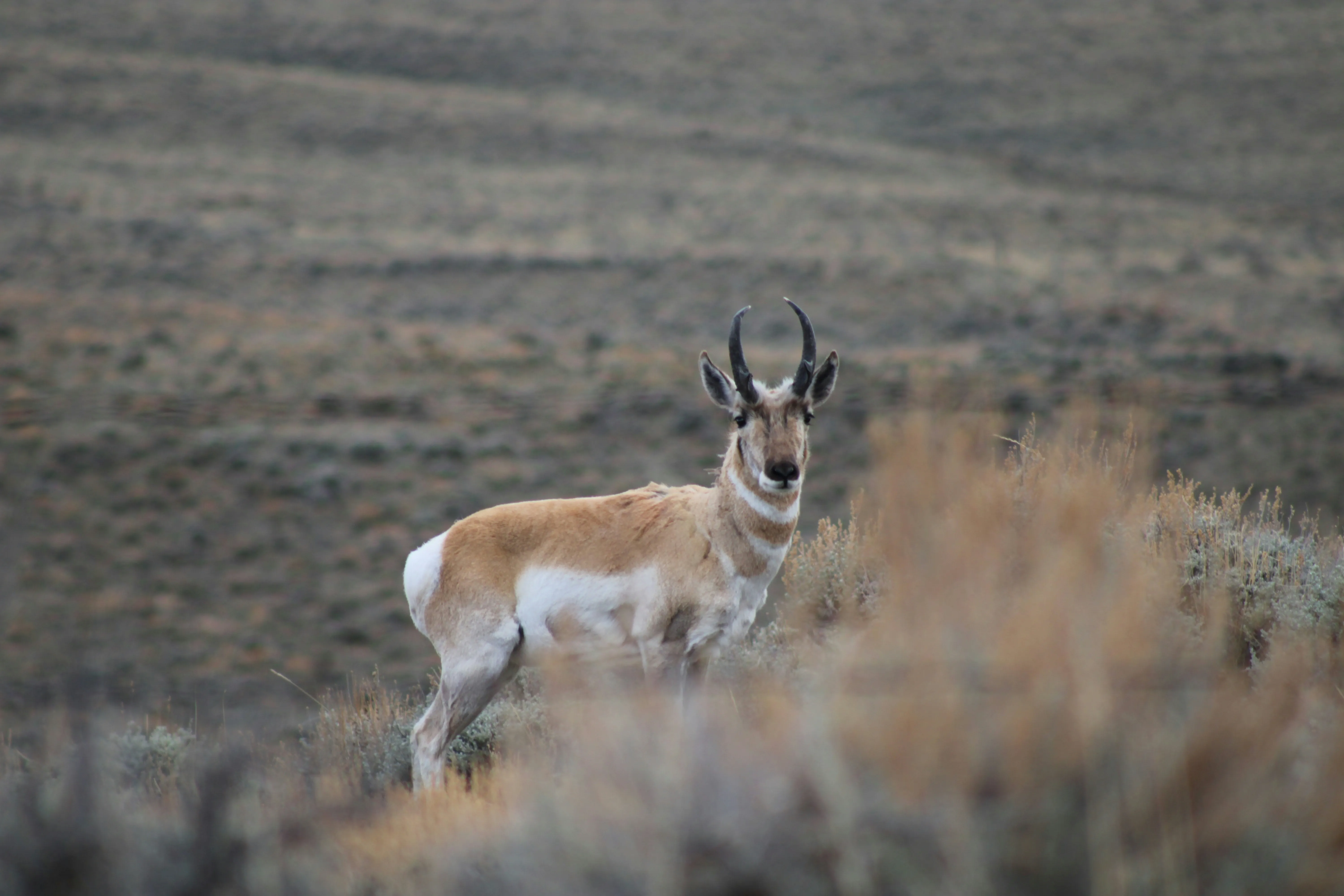Pronghorn antelope standing in an open Wyoming prairie