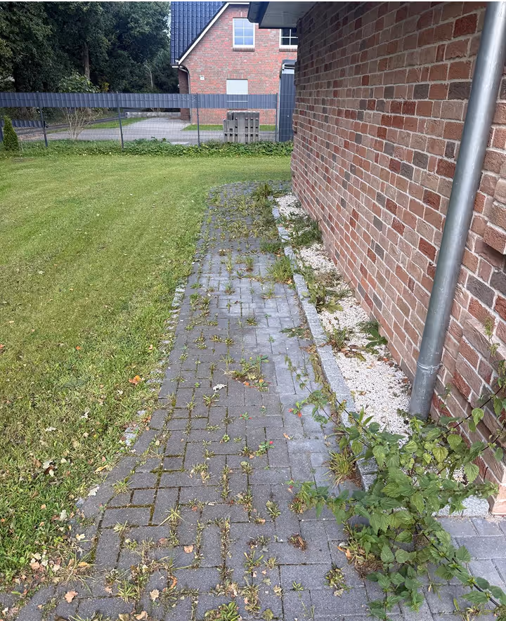 Verwilderter Gehweg mit Unkraut neben Rasen.
