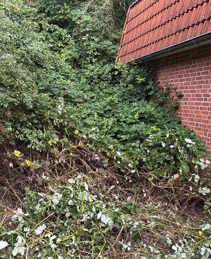 Dichtes Gestrüpp und grüne Pflanzen.