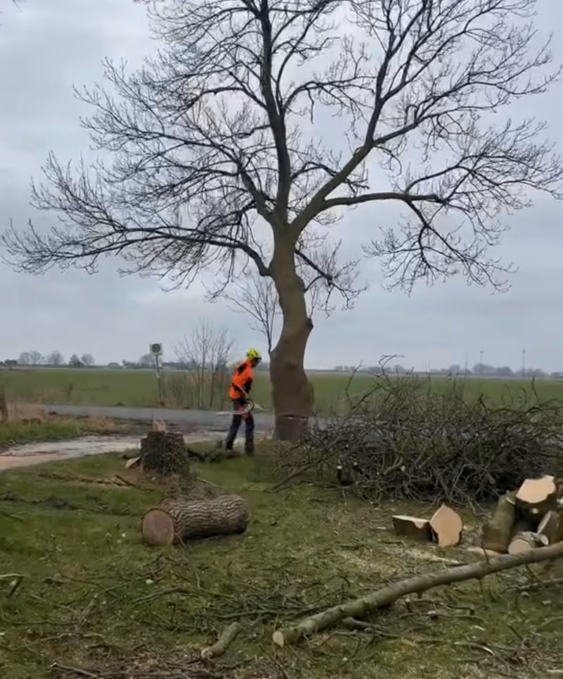 Person mit Schutzhelm und orangefarbener Jacke, die an einem Baumstamm mit einer Motorsäge arbeitet.