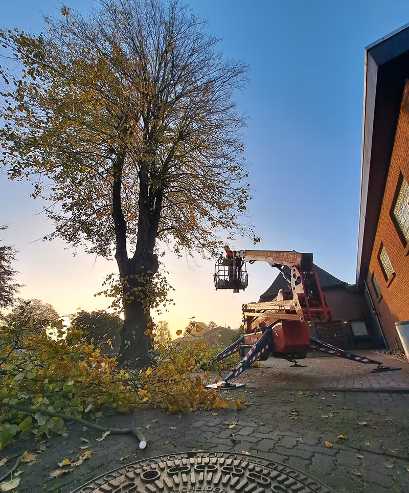 Baumpfleger auf Hebebühne schneiden Äste eines großen Baums.