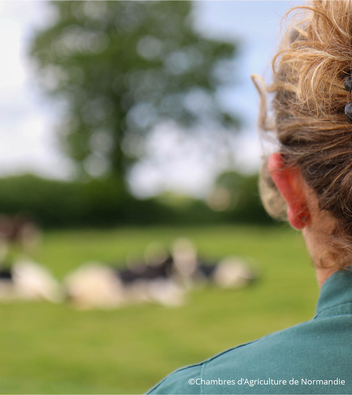 éleveuse surveillant son troupeau bovin