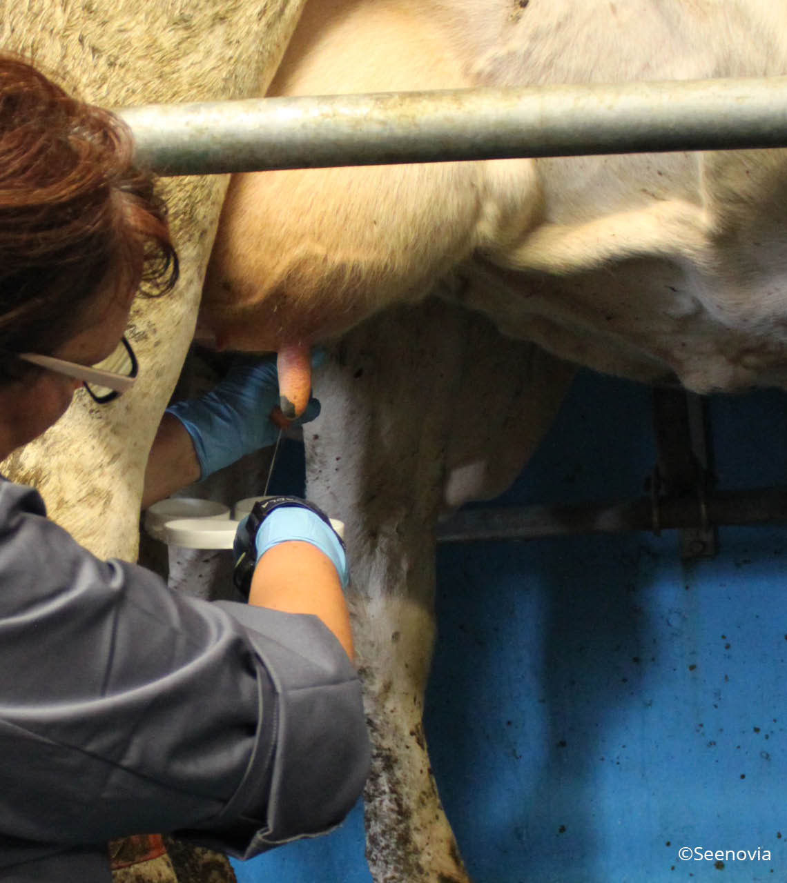 qualité du lait en salle de traite