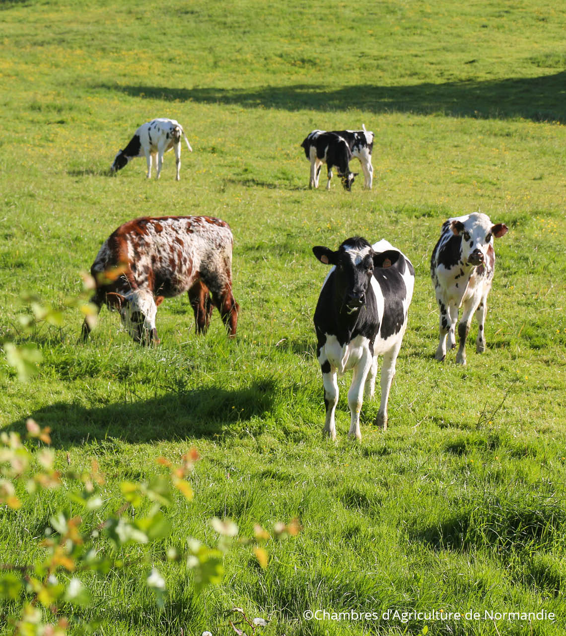 vaches laitière mixte au paturage