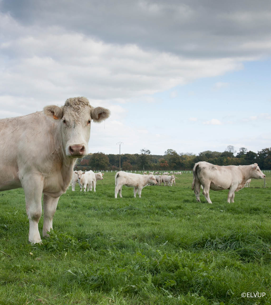 Charolaise au paturage