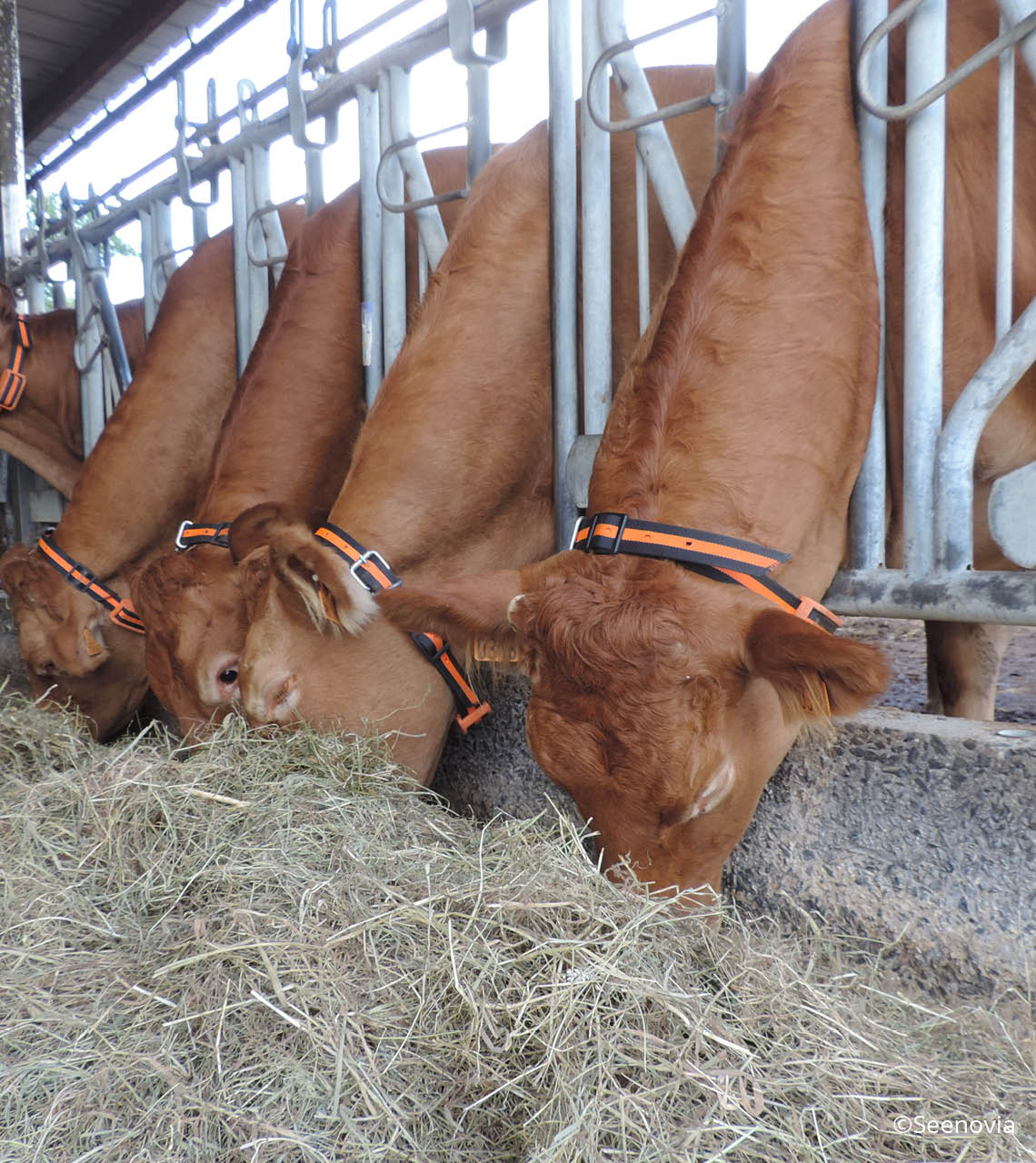 limousine au cornadis