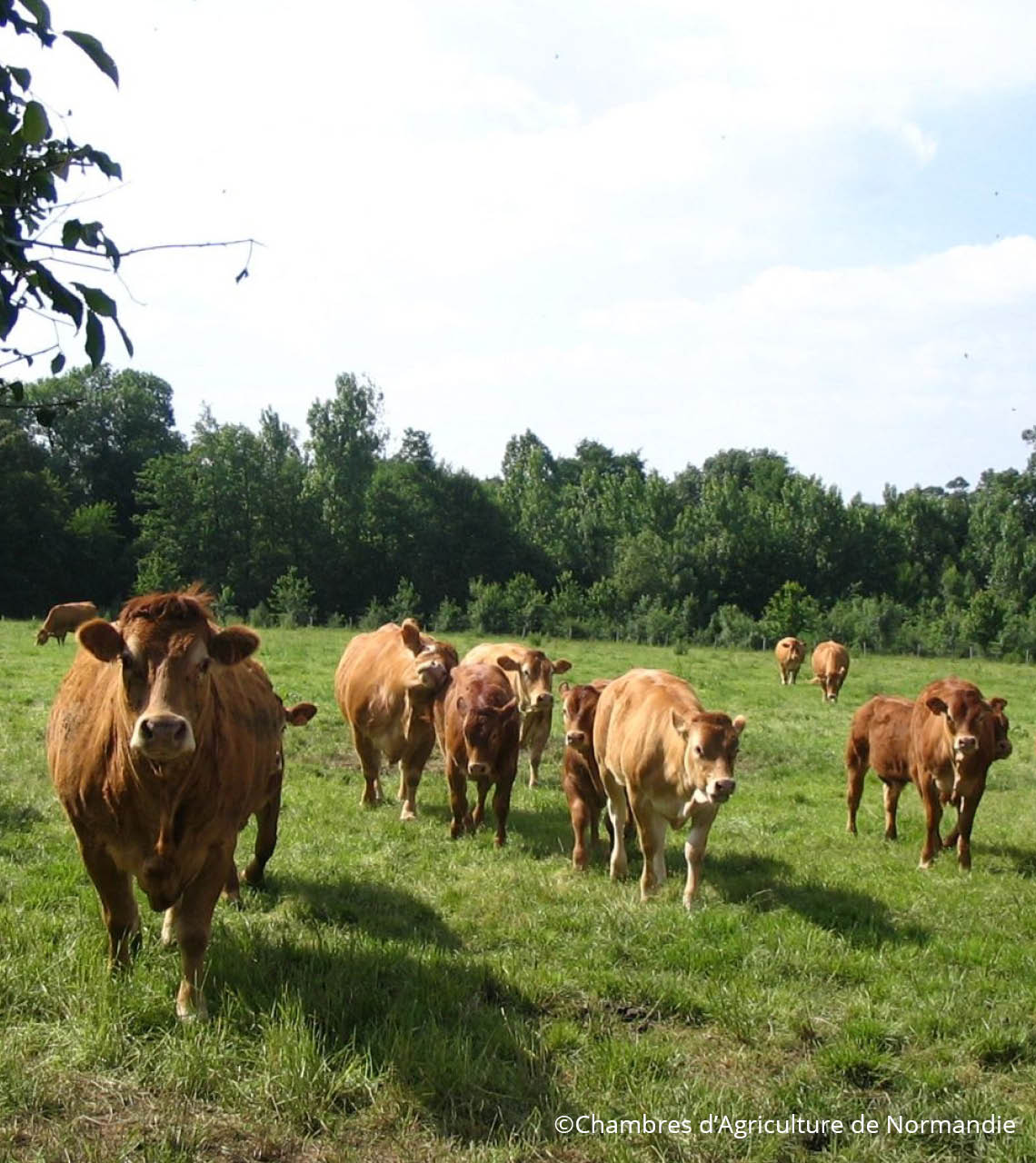 limousine au paturage