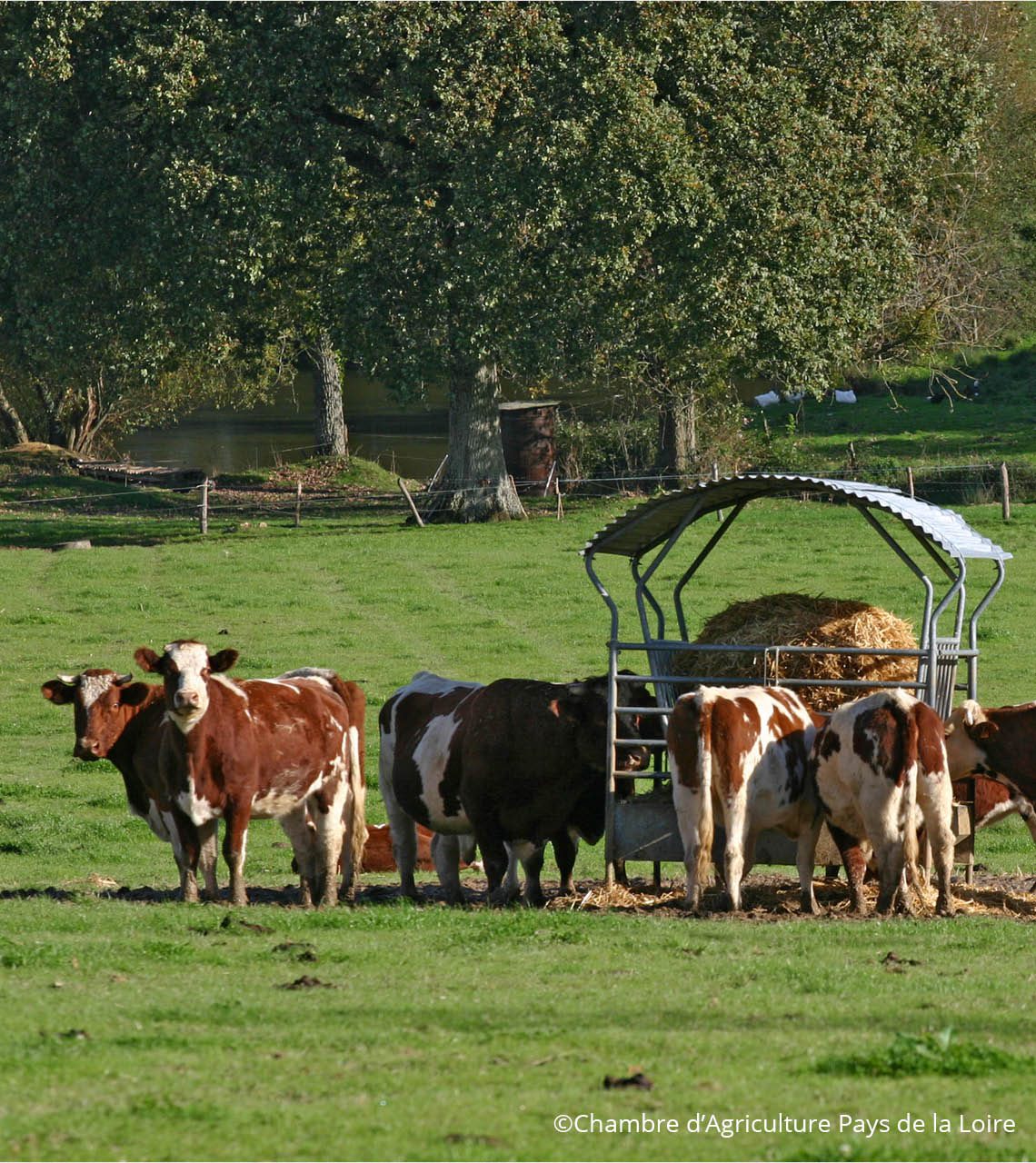 rouge des près au paturage