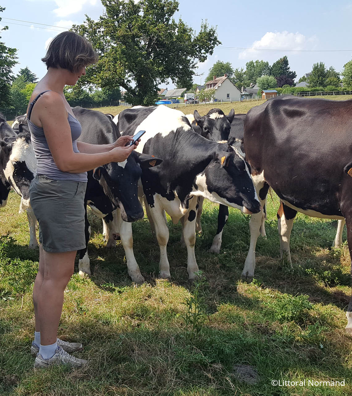 Eleveuse surveillant son troupeau bovin laitier