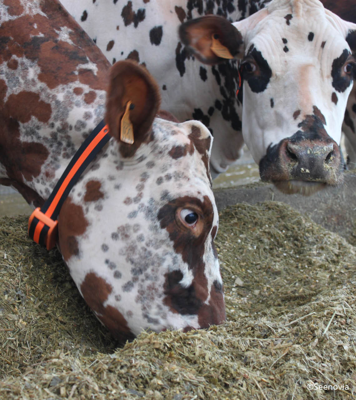 vaches normandes à l'auge