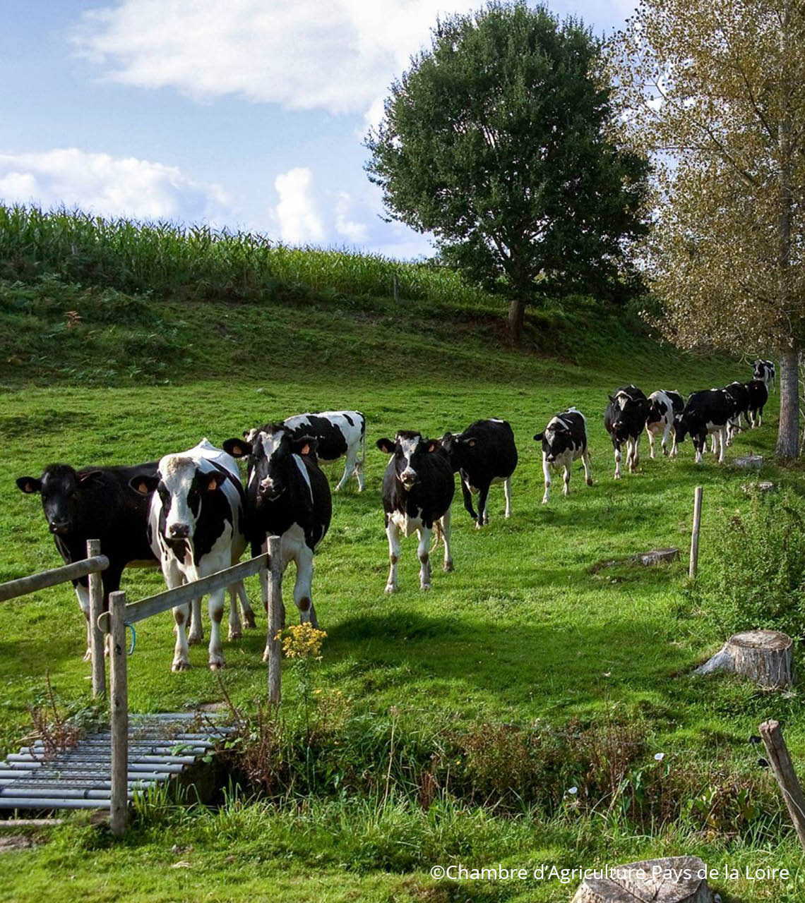 vaches laitières sur un chemin