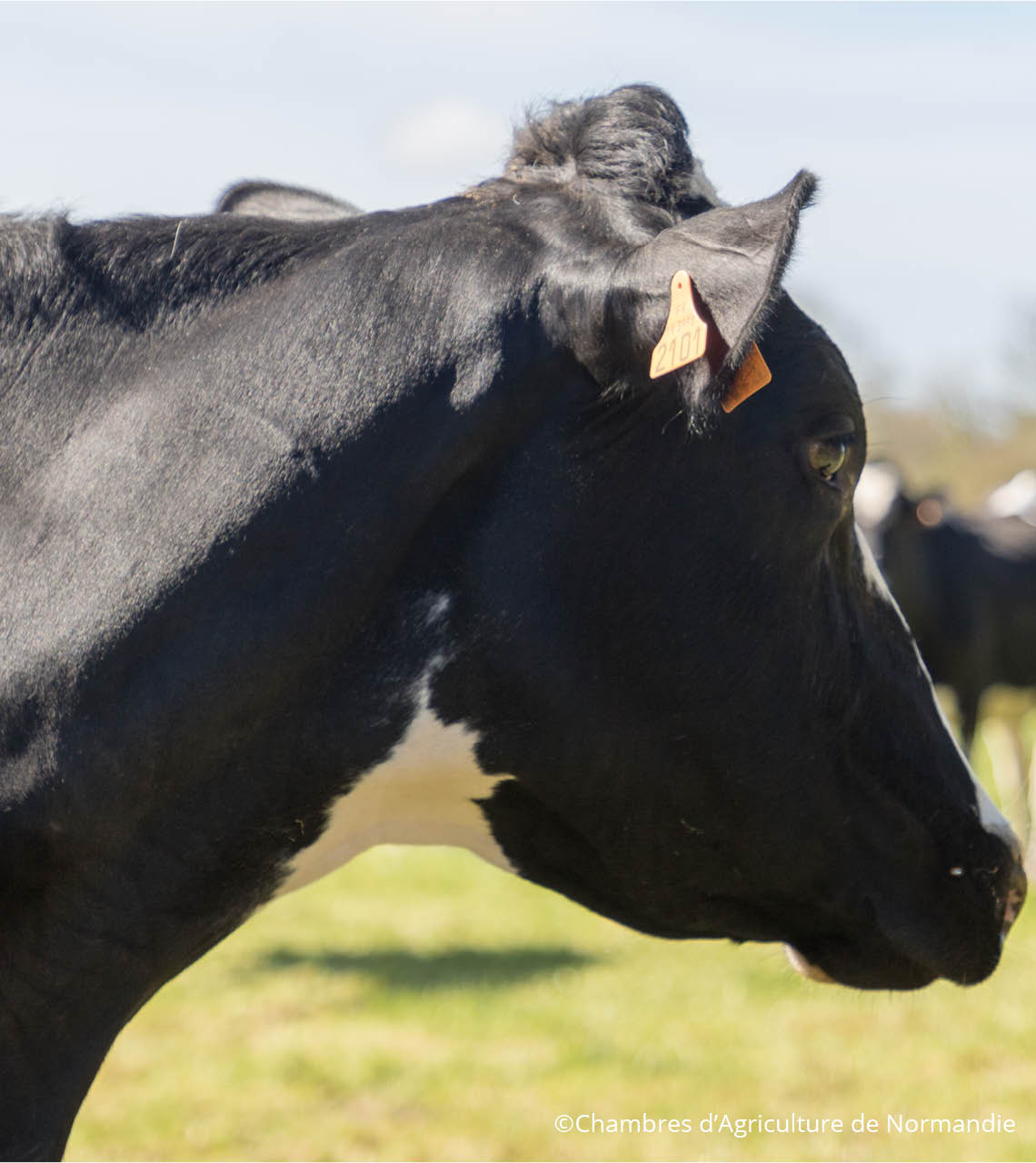 boucle d'identification sur l'oreille d'une vache laitière