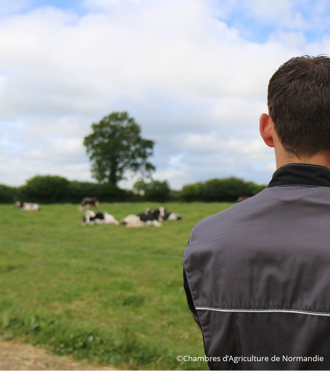 Eleveur laitier surveillant son troupeau 