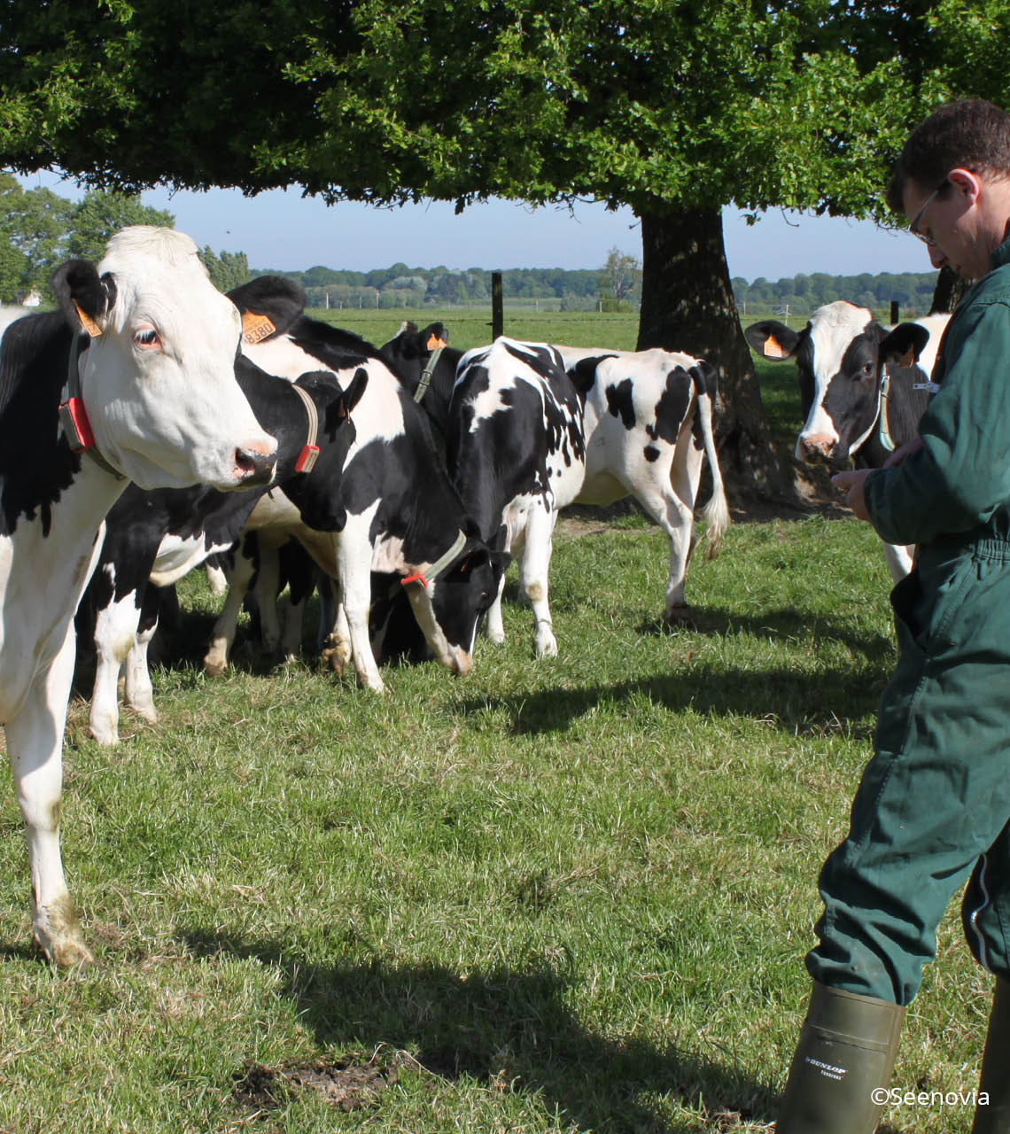éleveur sur son smartphone devant son troupeau de vaches