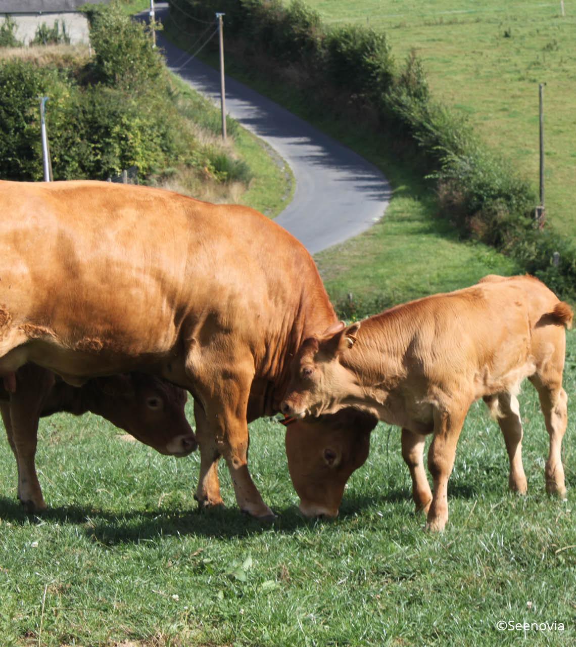 vache allaitante et son veau
