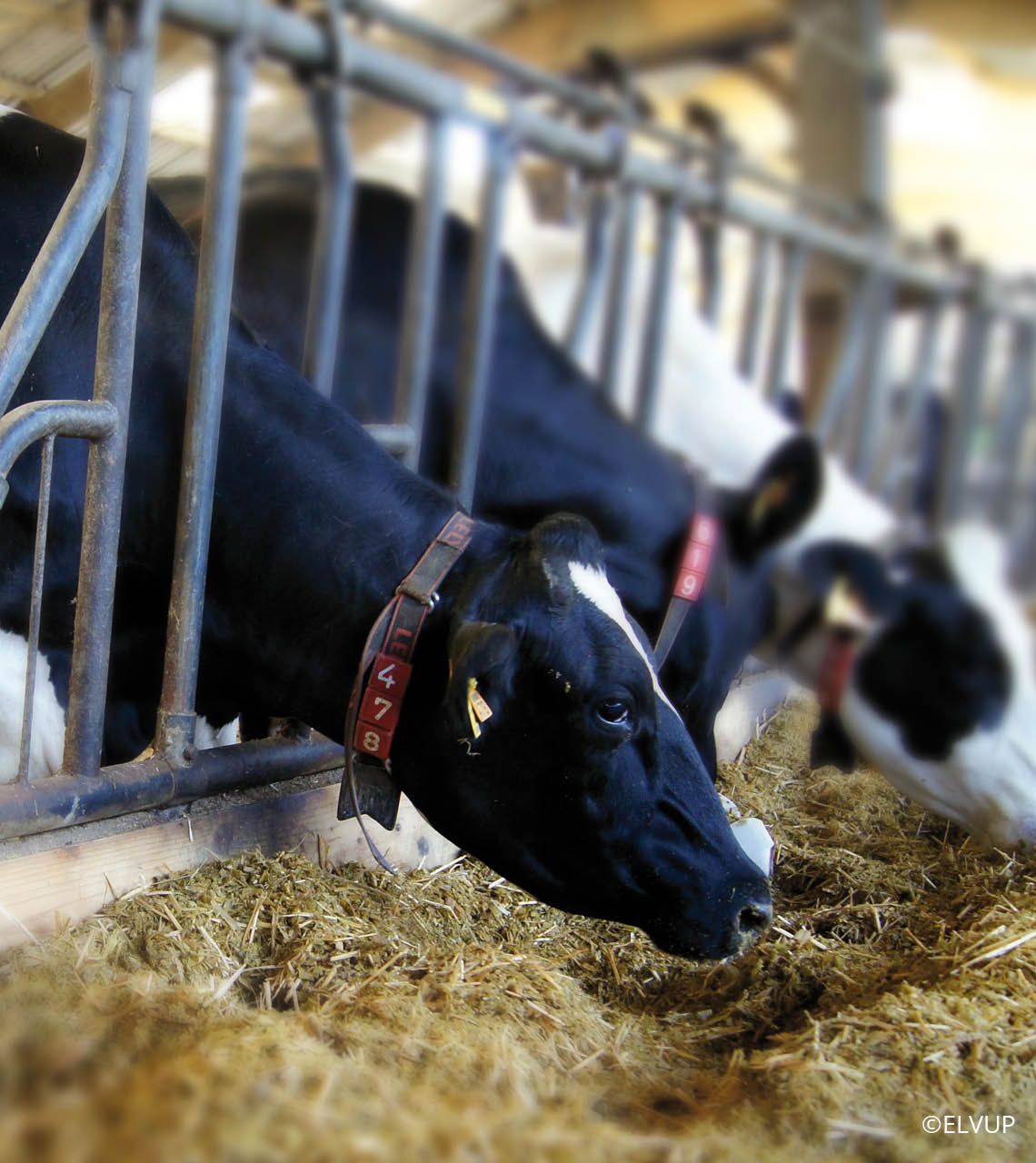 vaches prim'holstein au cornadis