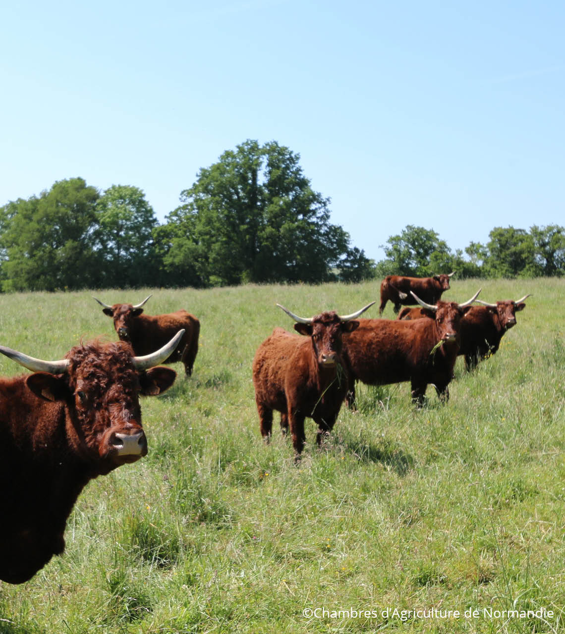 vaches allaitantes dans un prés 