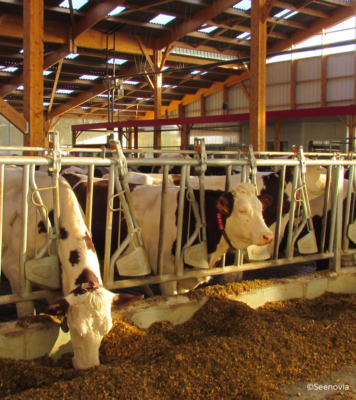vaches laitières au cornadis