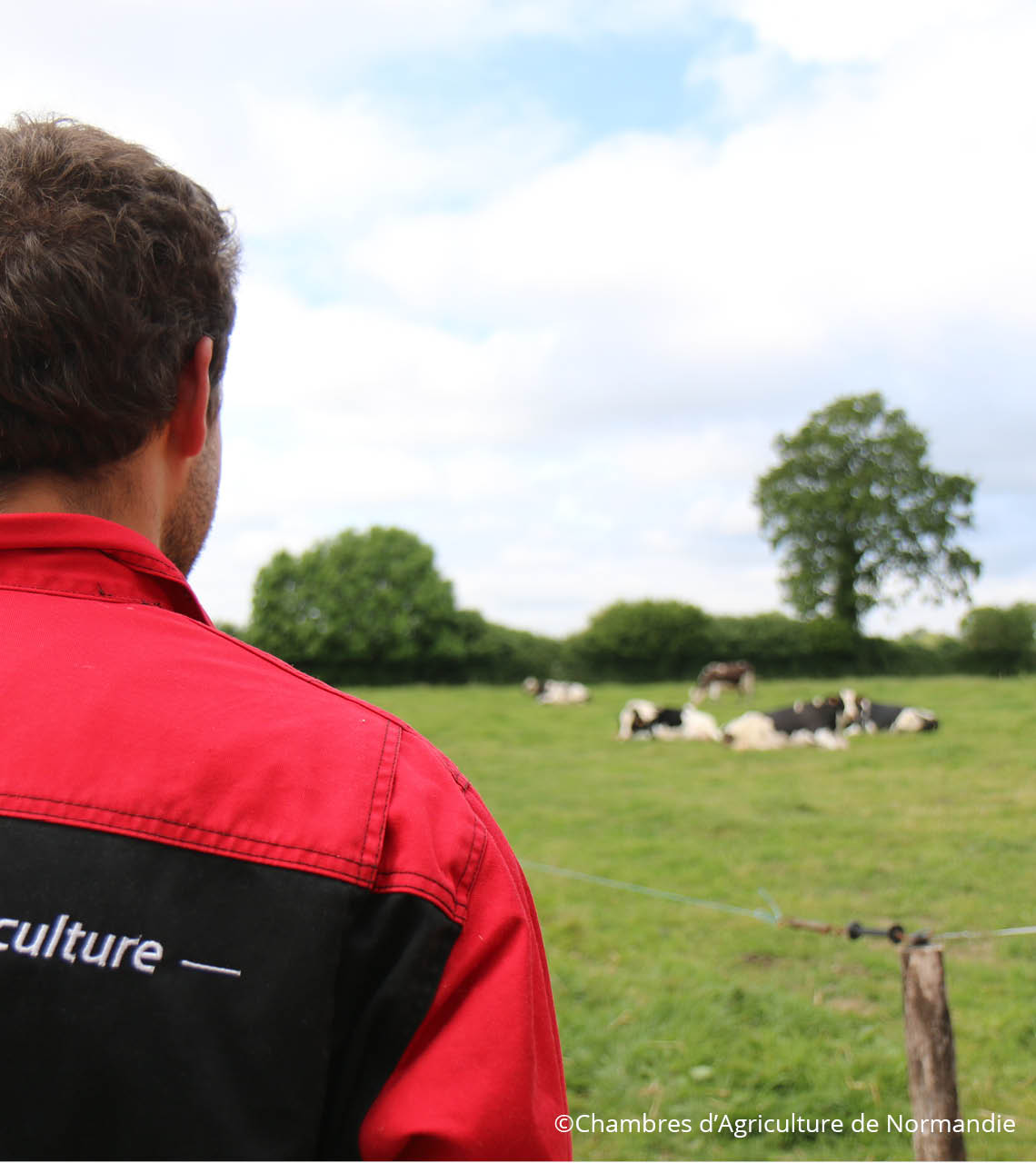 éleveur surveillant son troupeau bovin