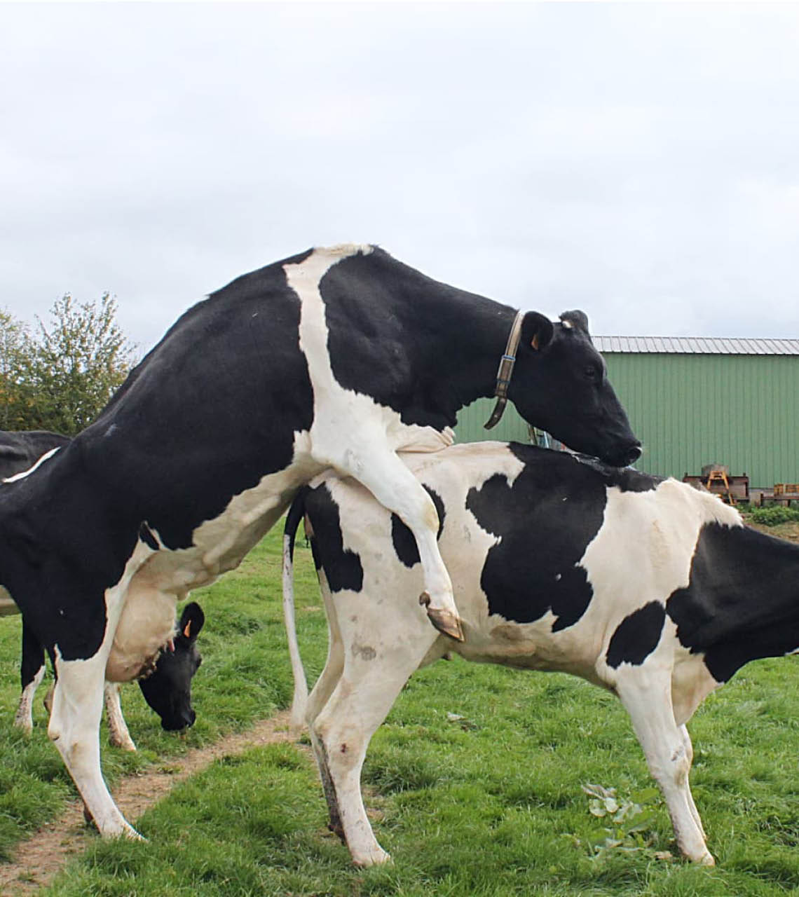 Chaleurs des vaches laitières