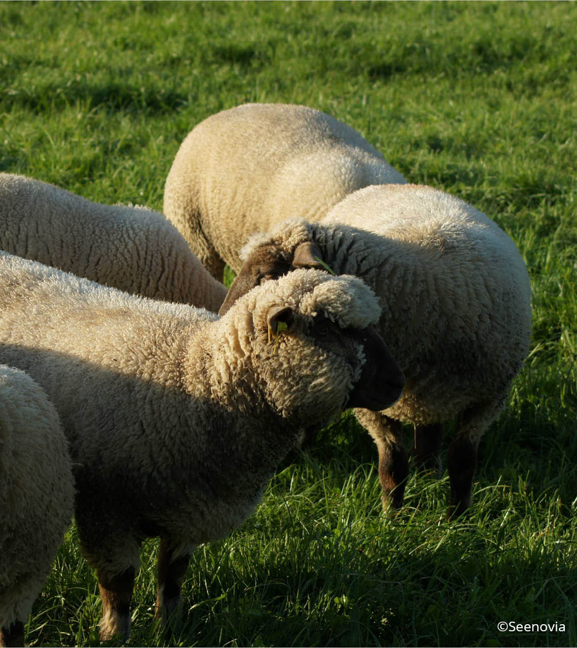 Des moutons en pature