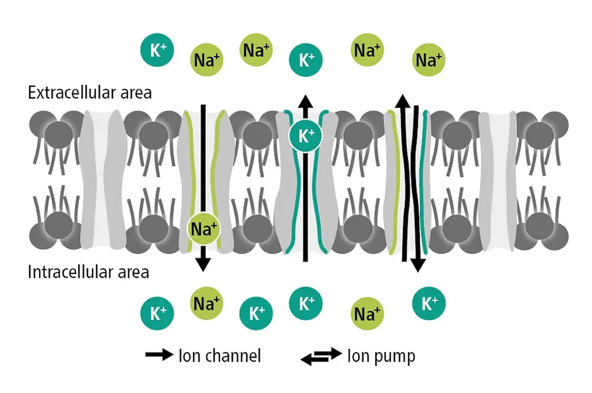 Diagram of potassium and sodium ion channels and pumps across a cell membrane
