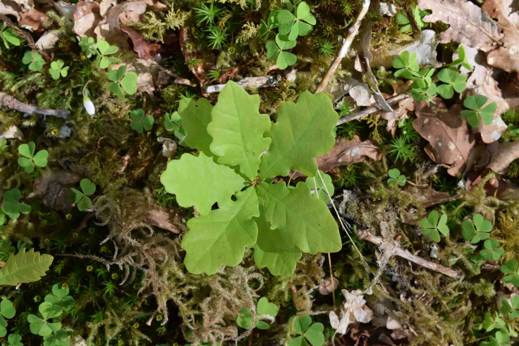 image of volunteerism in nature