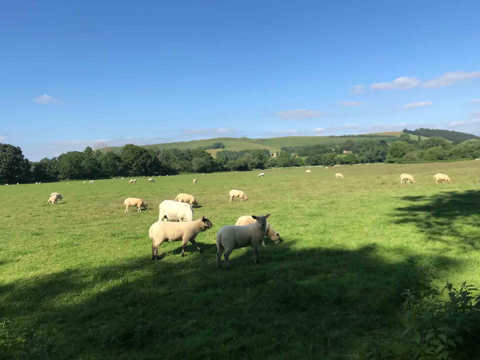 [background image] lush rainforest canopy with meandering river, for a travel agency