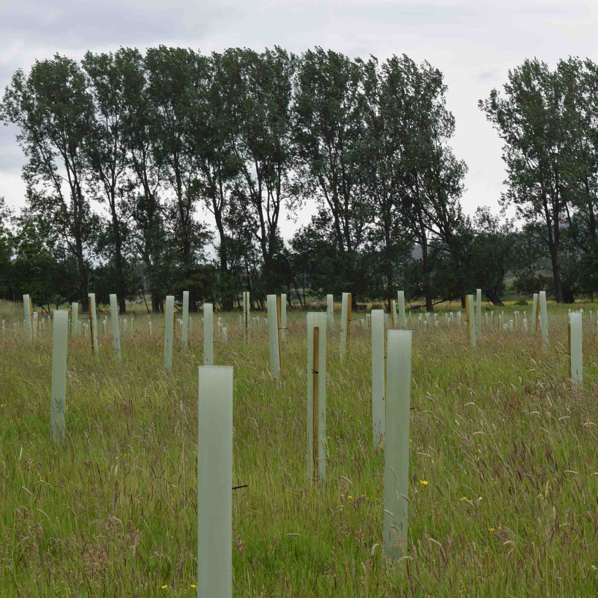 image of volunteerism in nature