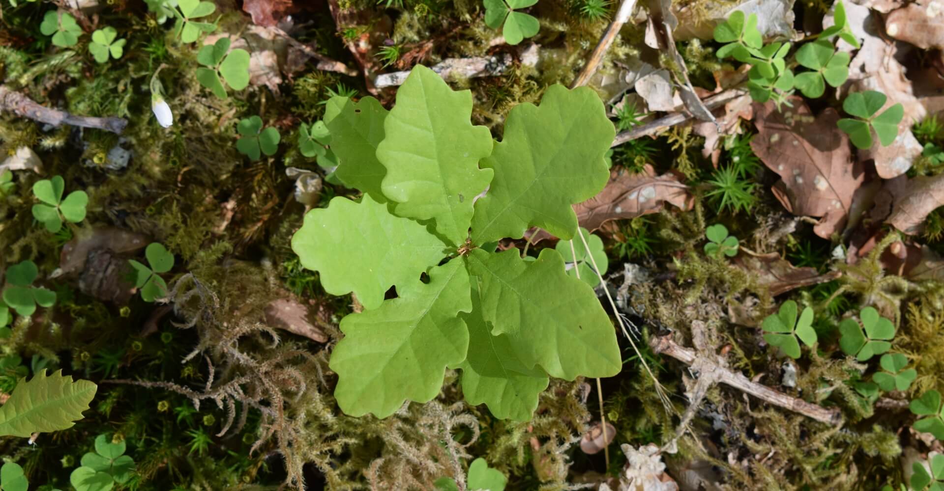 image of volunteerism in nature