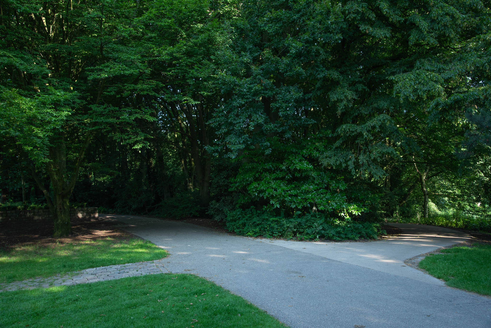 Forked paved pathway surrounded by dense green trees and grass in a park.