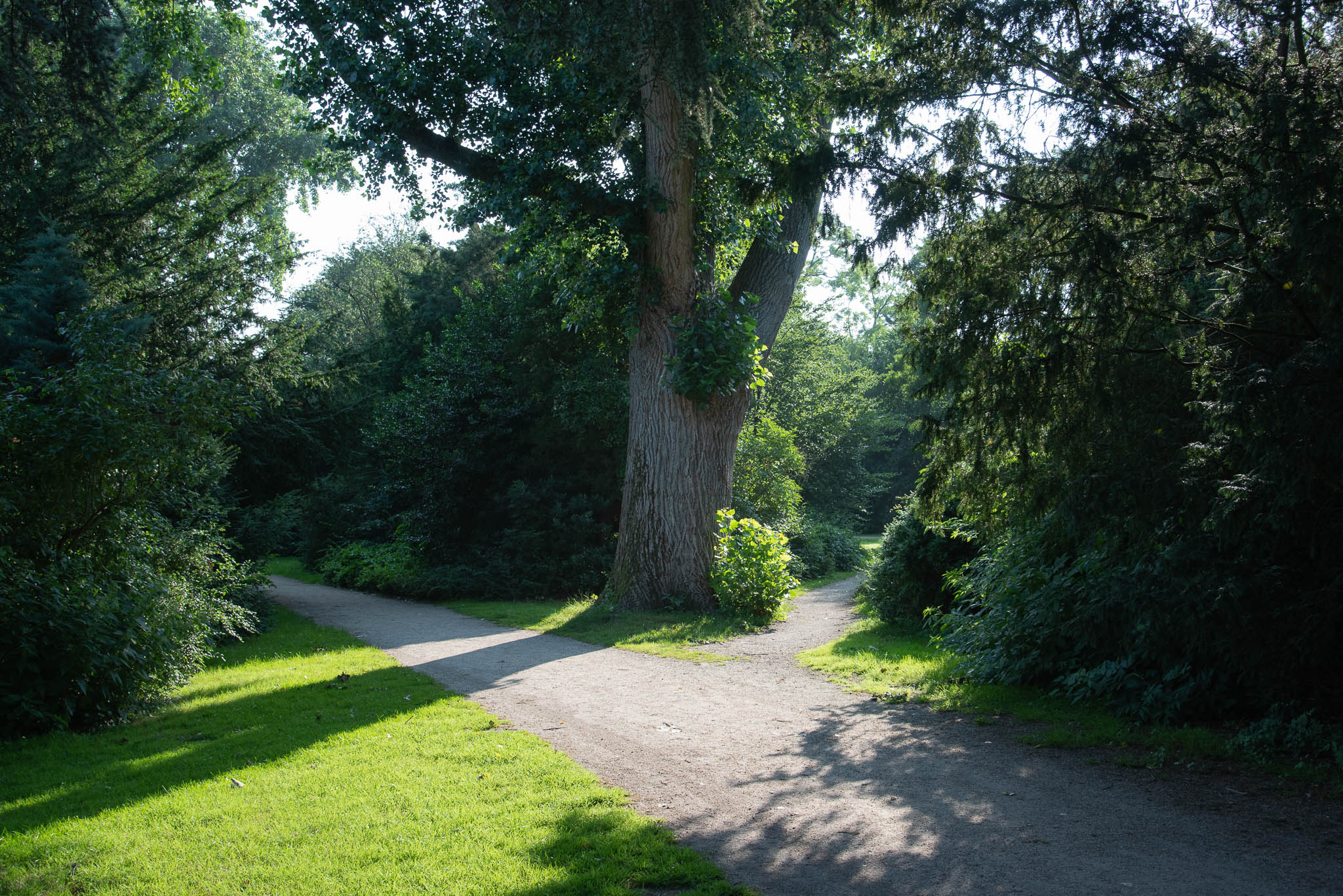 Sunlit forest path splitting into two directions around a large tree surrounded by green bushes and grass.
