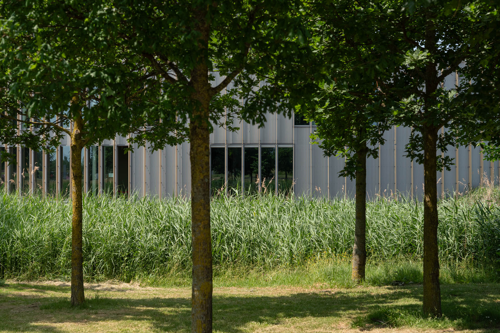 Sunlit grassy area with tall reeds and three leafy trees in front of a modern building with vertical metal panels and windows.