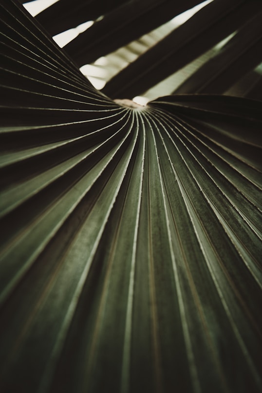 Close-up of a deep green fan palm leaf