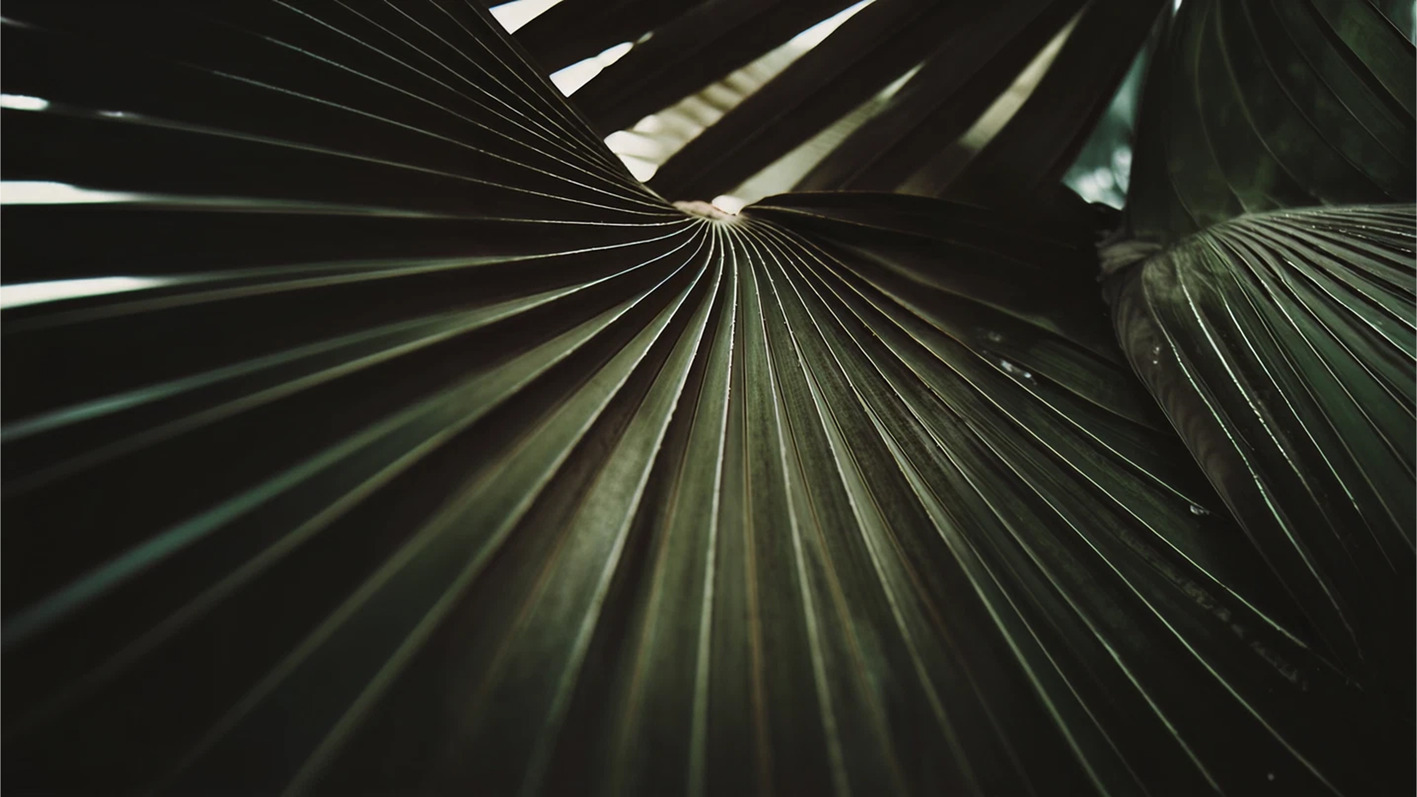 Sunlit palm frond fanning out against deep green shadow
