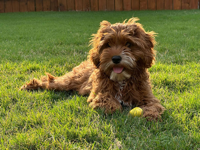 Brown dog with shaggy fur lies on green grass with yellow tennis ball, panting with tongue out, in a backyard with wooden fence. Named Juniper the mascot of Volare Videography