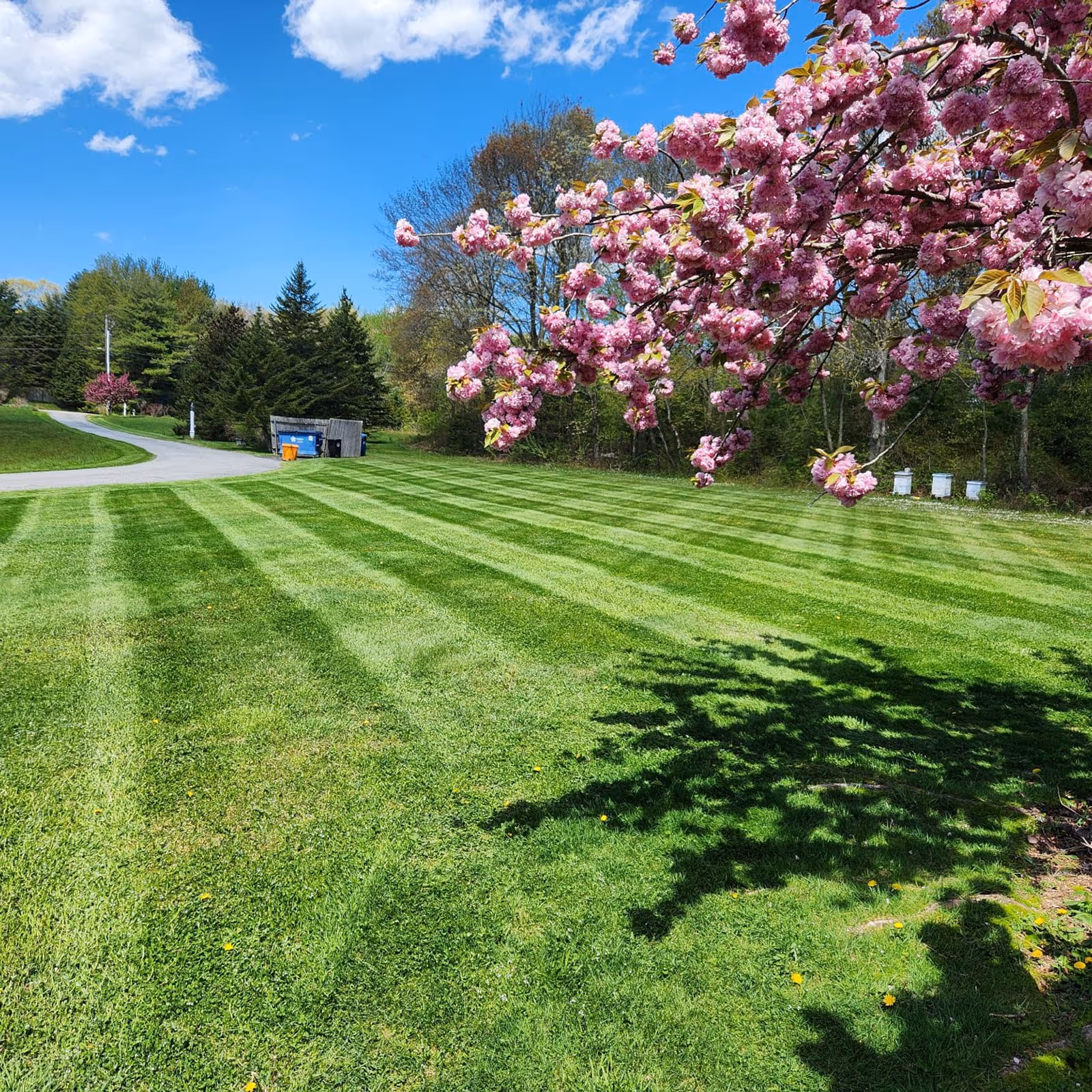 Professional lawn maintenance near me weekly mowing and trimming