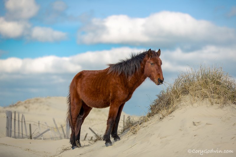 Brown horse with dark mane standing on sandy dunes near grass under blue sky with clouds. Carova, NC