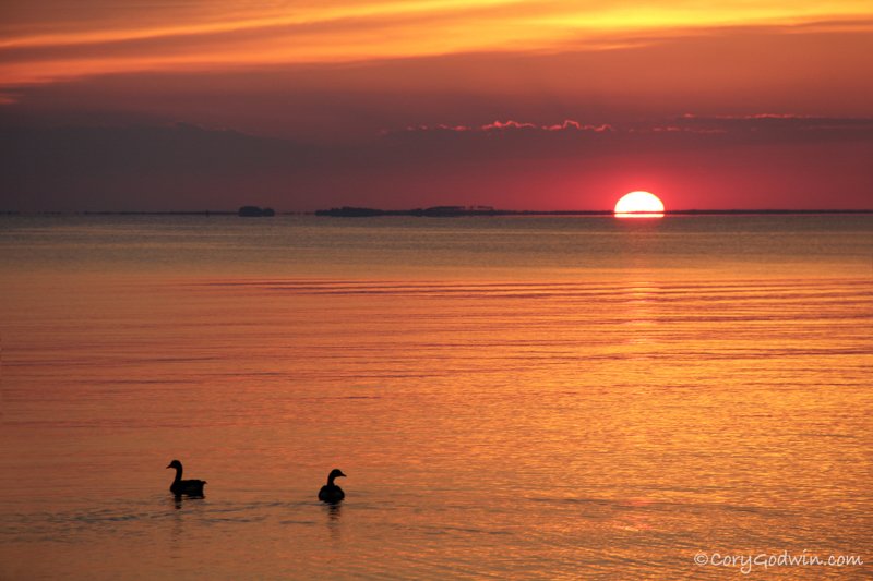 Two ducks swimming on calm water during a vibrant orange and red sunset. Duck, NC