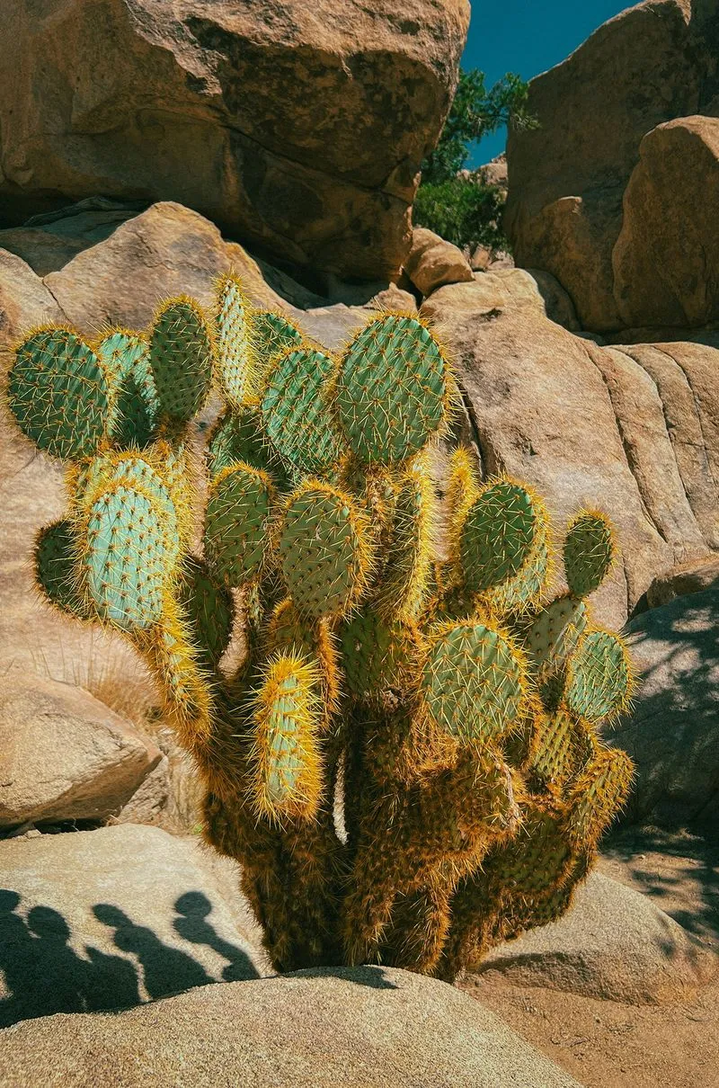 Cluster of prickly pear cactus with green pads and yellow spines growing among large desert rocks under a clear blue sky.