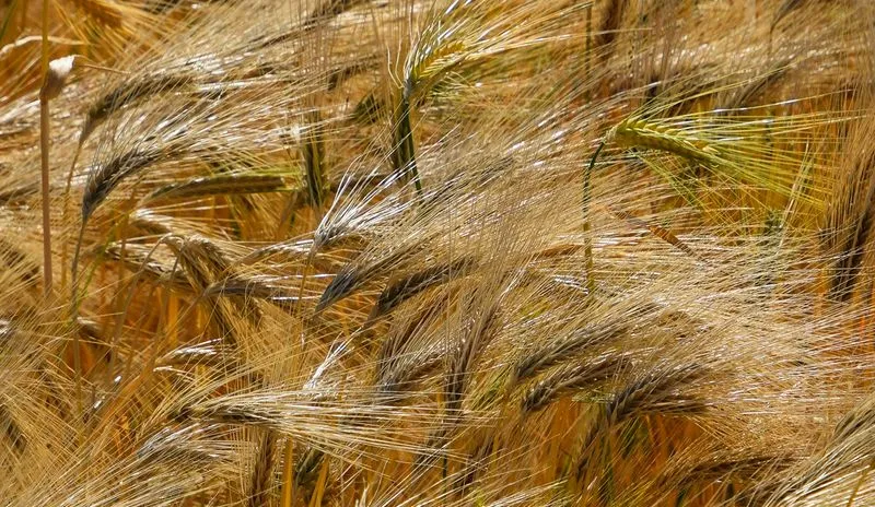 Close-up of golden barley or wheat stalks swaying in a field.