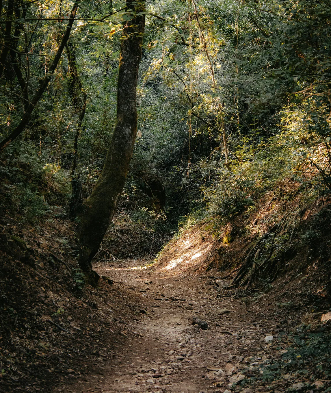 Sunlit dirt path winding through a dense forest with trees and green foliage.