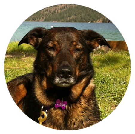 Photo of a brown dog.