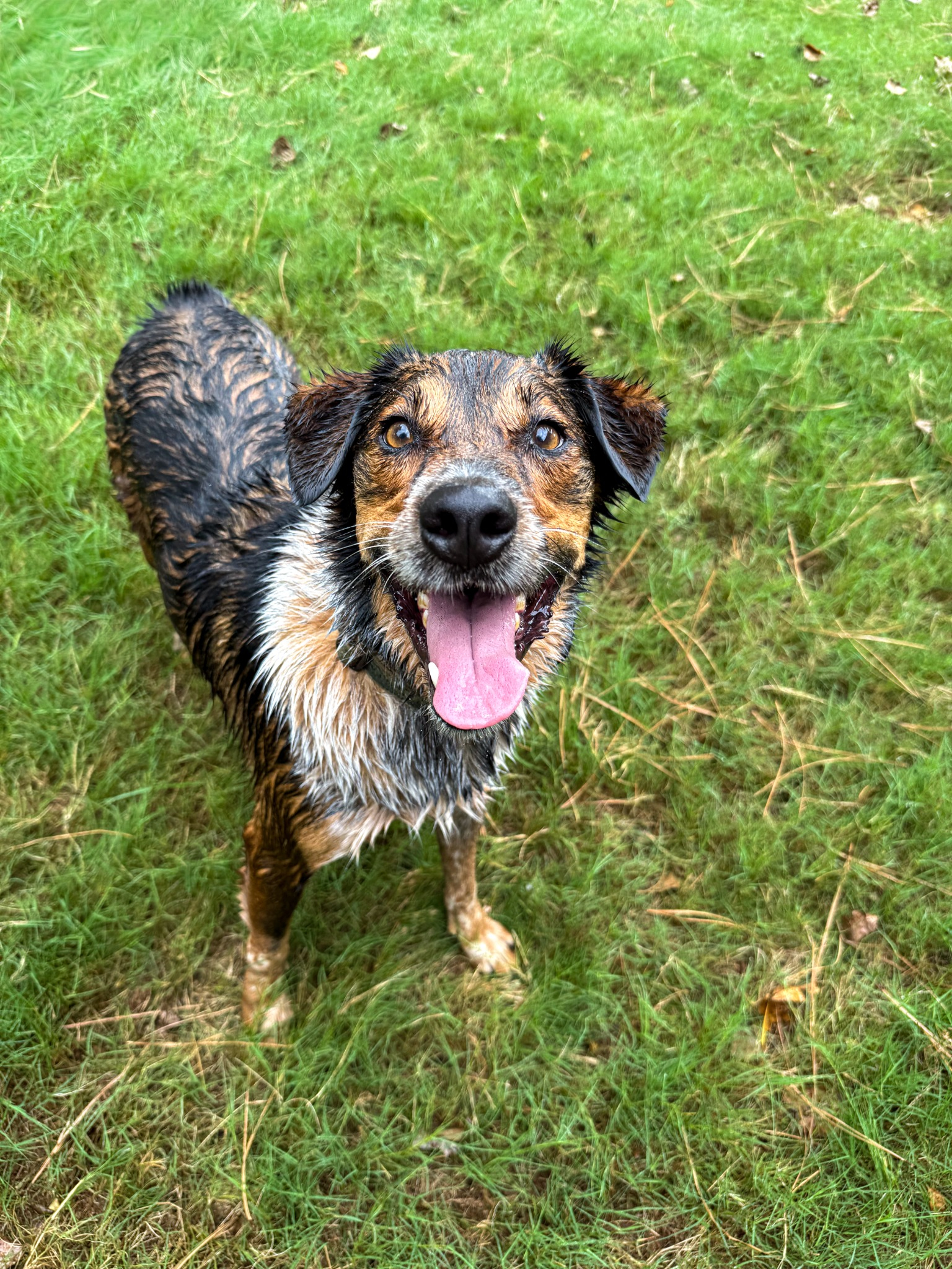Wet dog standing on grass with its tongue out looking up happily.