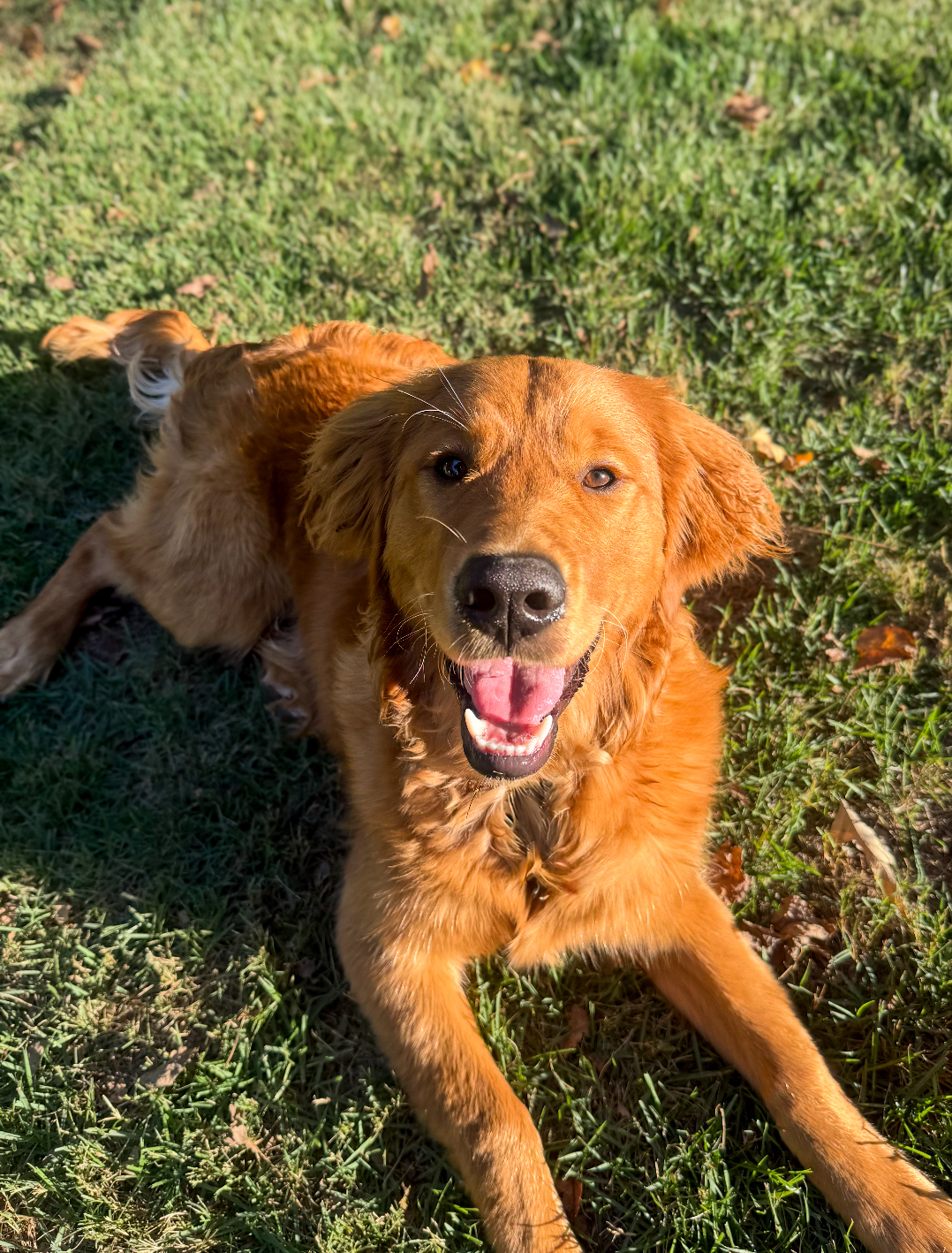Sitter sending instant pet update photos to client